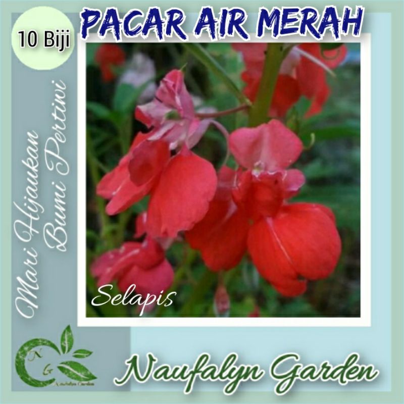 10 Benih Bunga Pacar Air Selapis Merah Benih Biji Bibit Bunga Hias Taman Berkualitas