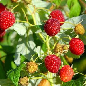 Tanaman Buah Raspberry - Buah rasberi merah