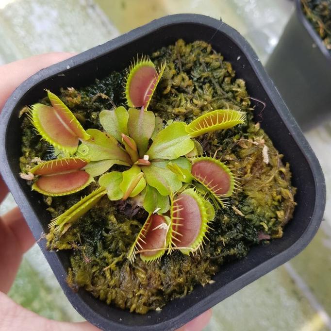 Tanaman Karnivora Venus FlyTrap Medium