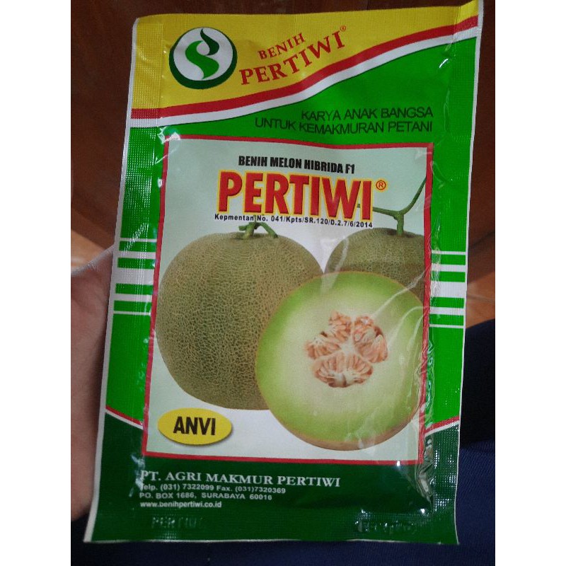 

benih melon pertiwi