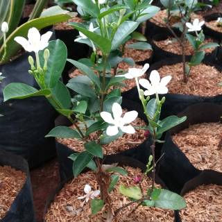 Tanaman hias bunga melati jasmine/bonsai jasmine | Shopee ...