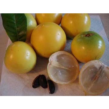 Bibit Pohon Sawo Abiu Bibit Tanaman Buah Sawo Australia Pohon Sawo Abiu