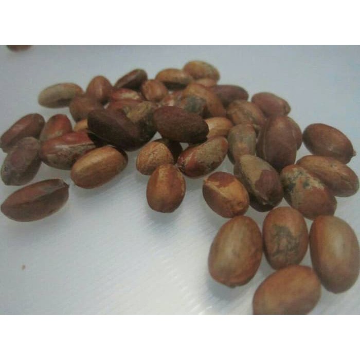 

Jual Biji Polokio Super Murah