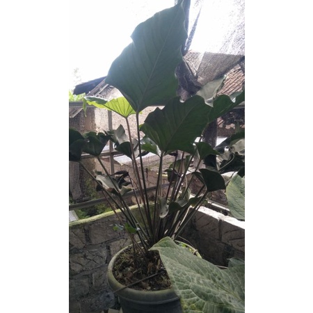 antorium black garuda corong/garong