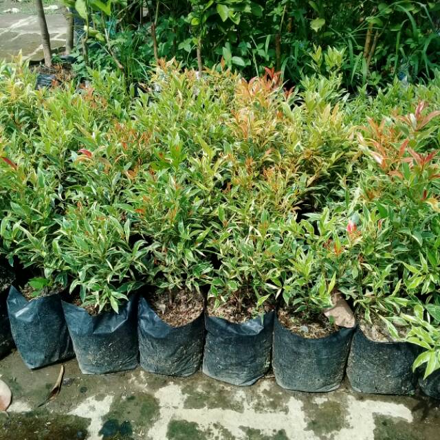 Pucuk merah varigata