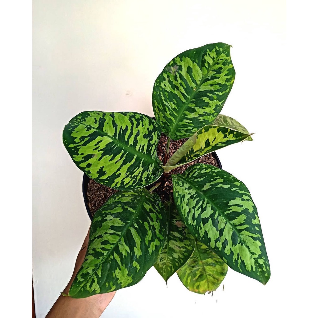 TANAMAM HIAS HOMALOMENA WALISII