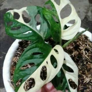 Bunga Janda Bolong Dua warna Shopee Indonesia Bunga Janda Bolong Dua warna Shopee Indonesia