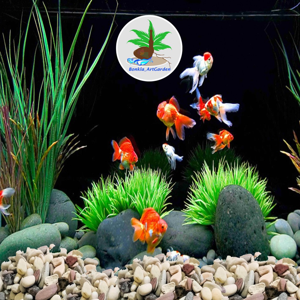 Jual BATU HIAS AQUARIUM / TOPPING TANAMAN HIAS MURAH BERKUALITAS BATU