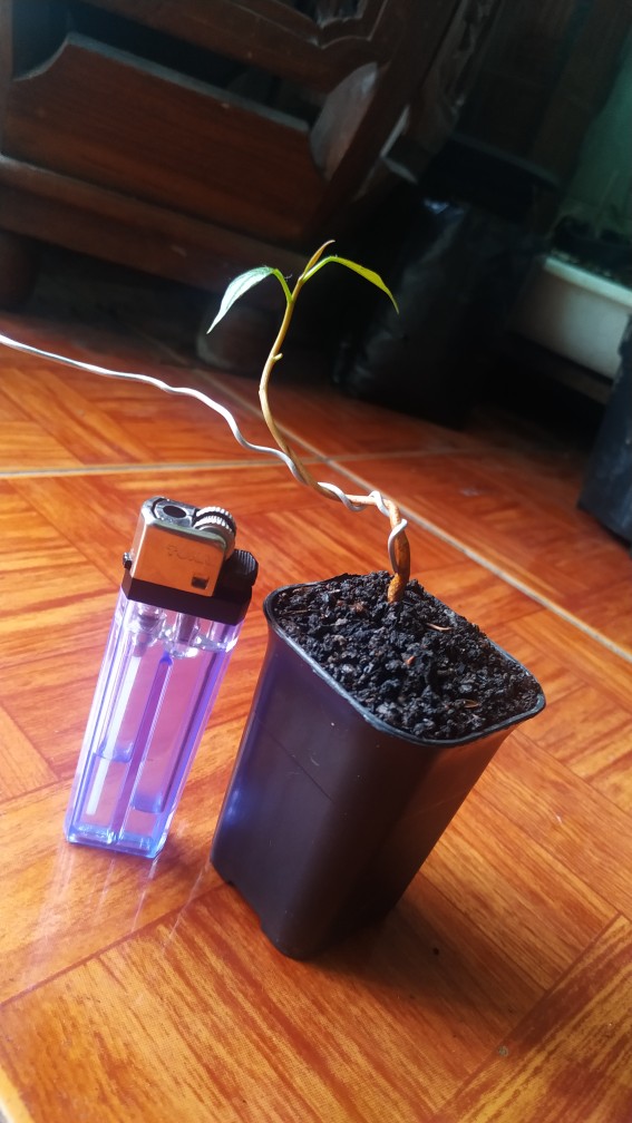 Pot Kotak Cantik Super Quality Mini