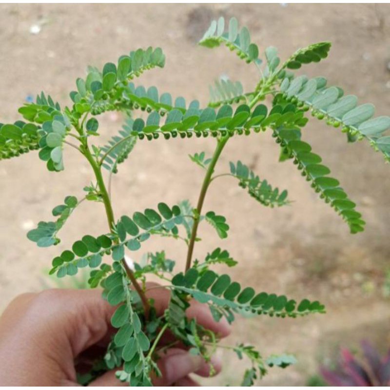 

Meniran segar 100 gram