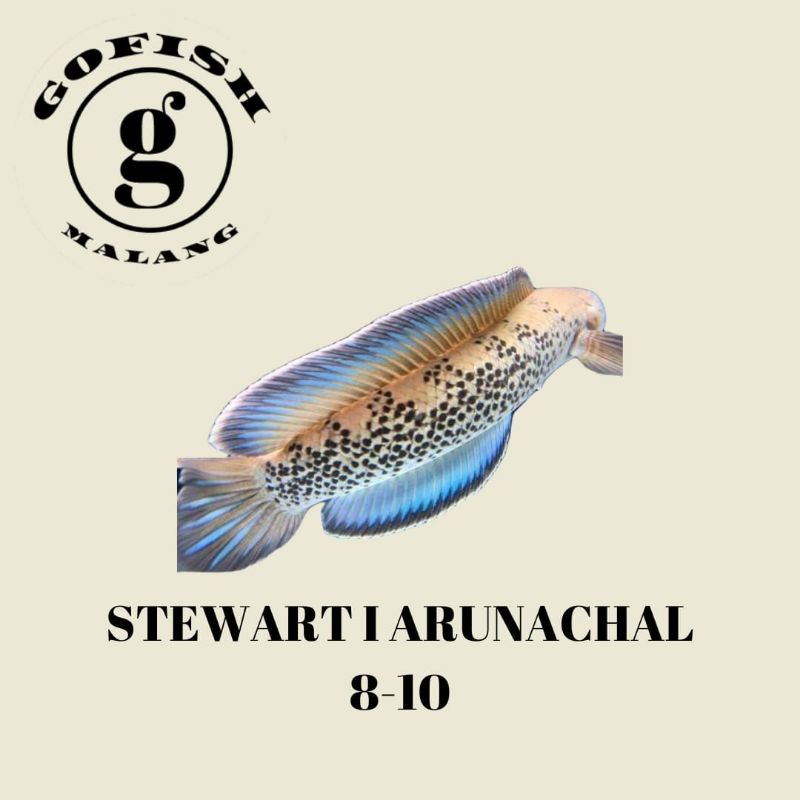 stewarti arunachal 8-10 cm gondrong full dot