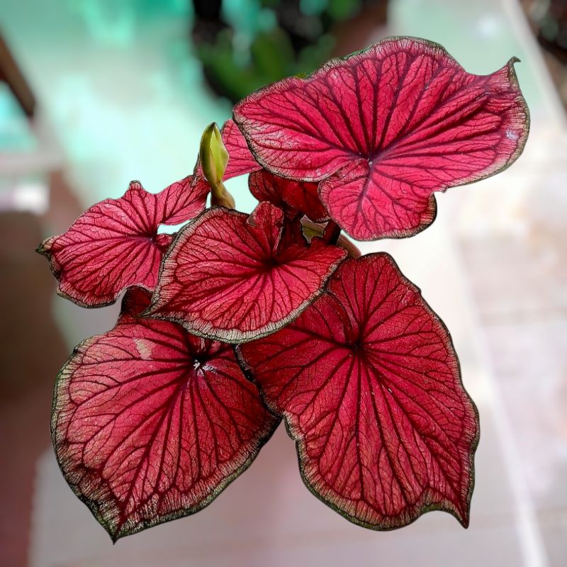 KELADI RED  JAGUAR/WHITE KNAIGHT(JUAL MURAH BISA COD)