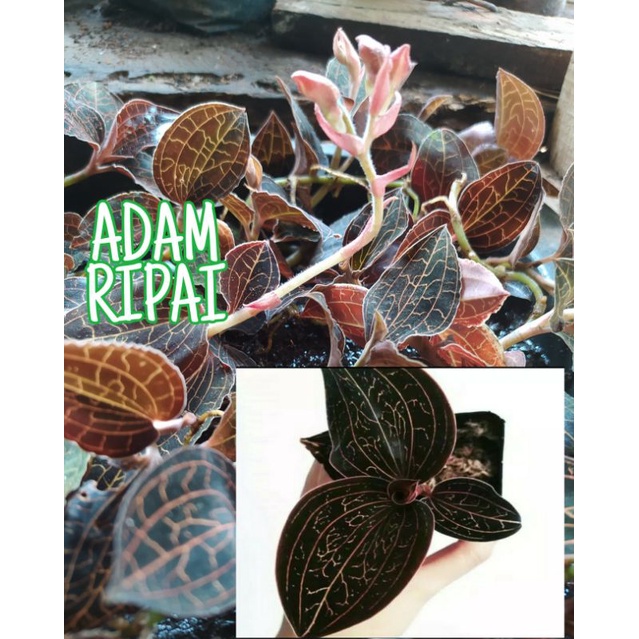 anggrek jewel orchid macodes merah