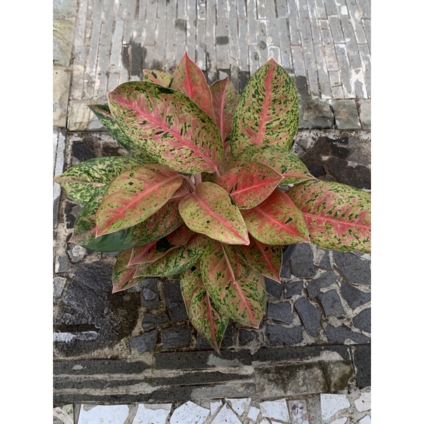 aglonema big roy rumpun