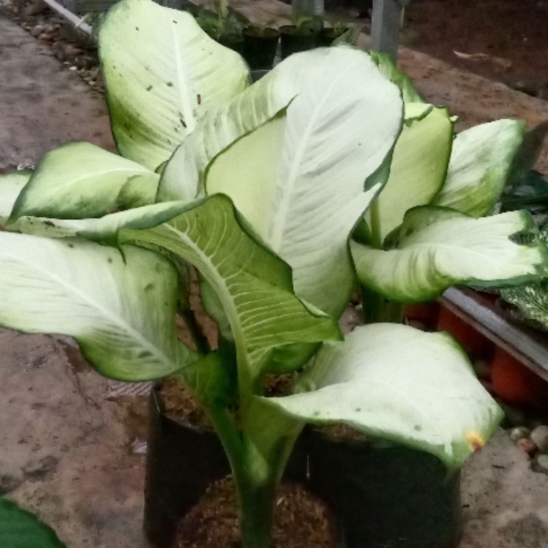 Tanaman Hias Diven susu/Blanceng Susu indukan