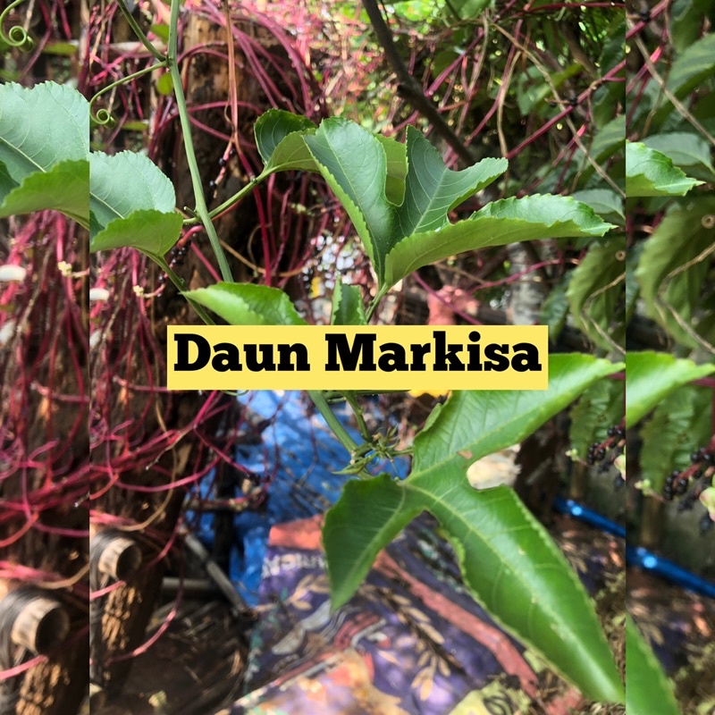 

DAUN MARKISA OBAT HERBAL KAYA MANFAAT