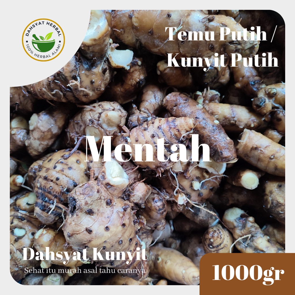 

Dahsyat Herbal Kunyit Putih / Temu Putih Mentah 1000gr