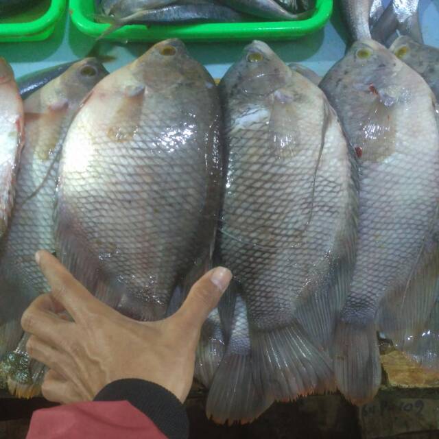 

Ikan gurame segar / 500 gram