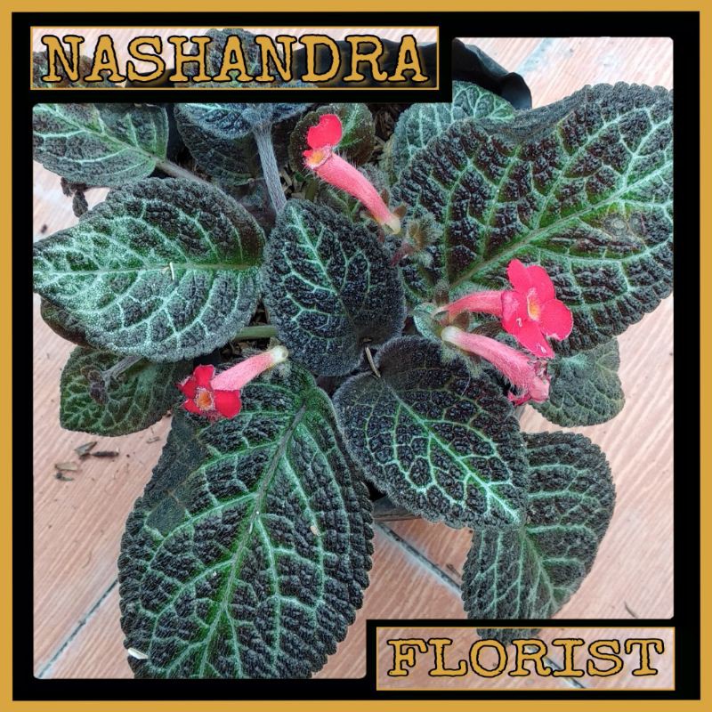 Tanaman Hias Bunga Episcia Karlyn