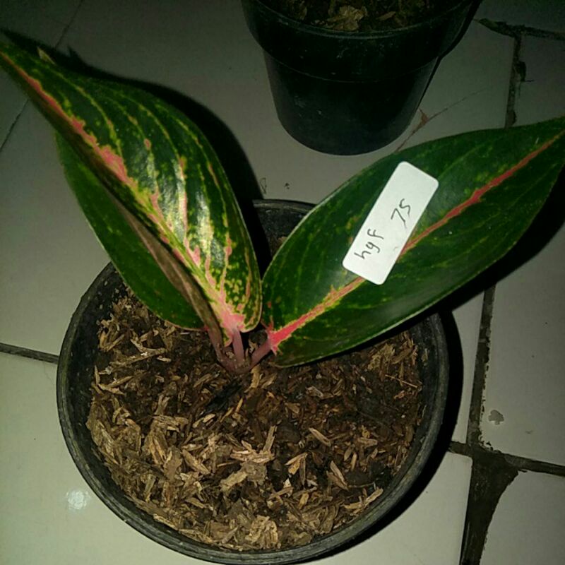 aglonema hot lady black