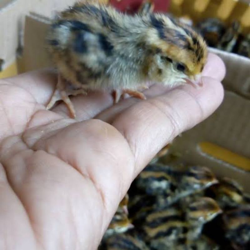 anak puyuh doq anak puyuh