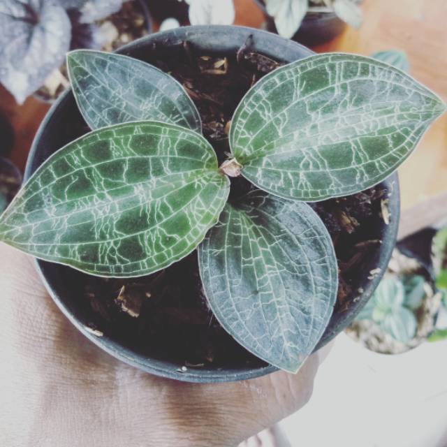 macodes petola jewel orchid - tanaman paludarium - tanaman macodes