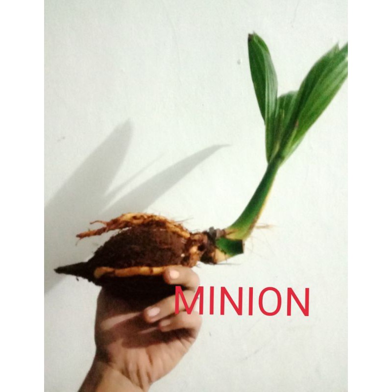 bonsai kelapa minion/bahan bonsai kelapa minion
