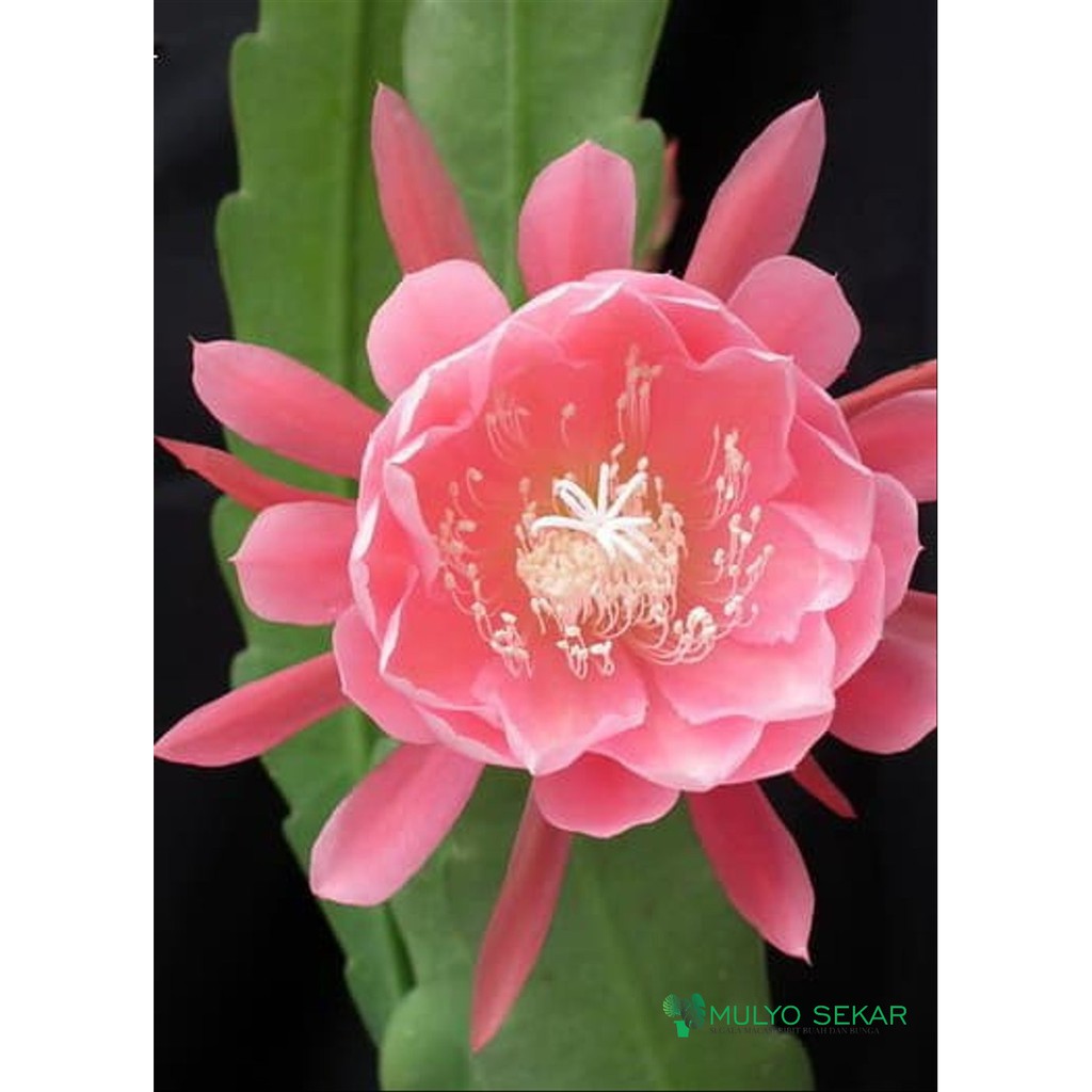 Wijaya Kusuma incredible Epiphyllum Bibit Dewasa Bunga wangi