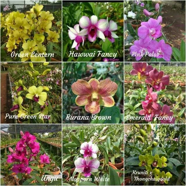 tanaman hias anggrek dendrobium remaja hybrid