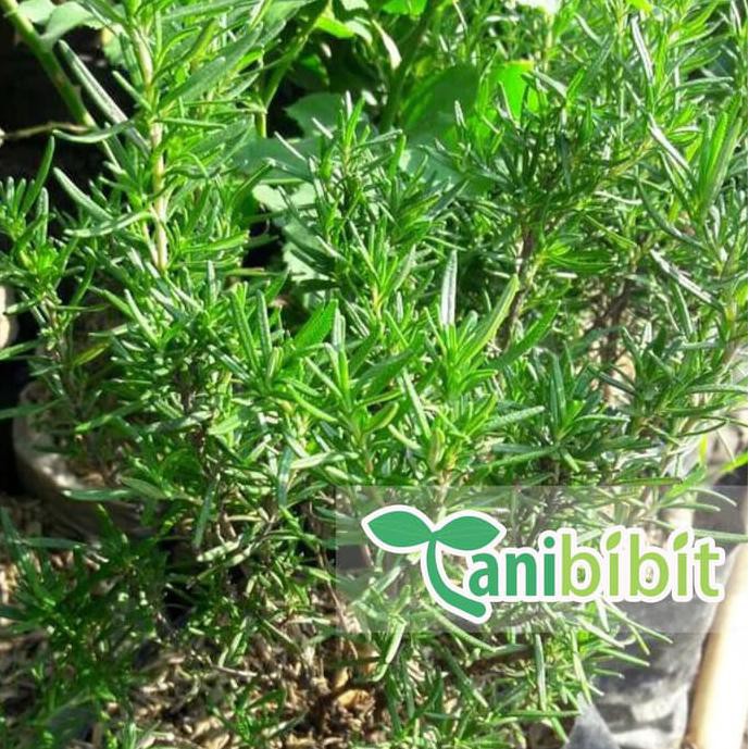 %%##%% Bibit tanaman rosemary (obat herbal) Re5t0ck