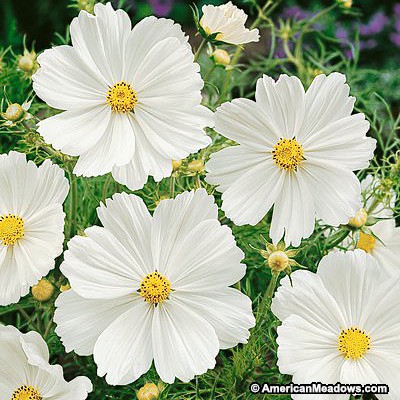 Amefurashi Bibit / Benih / Seeds Cosmos Purity White Flower Cocok Untuk Pemula