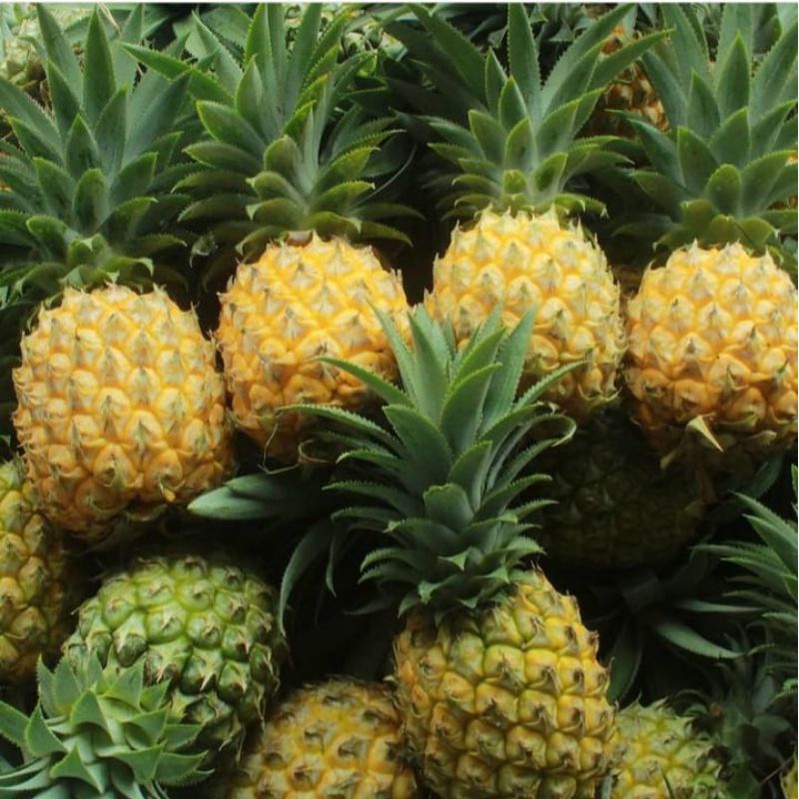 

NANAS MADU PALEMBANG 1BUAH/BUAH NANAS MADU MANIS FRESH
