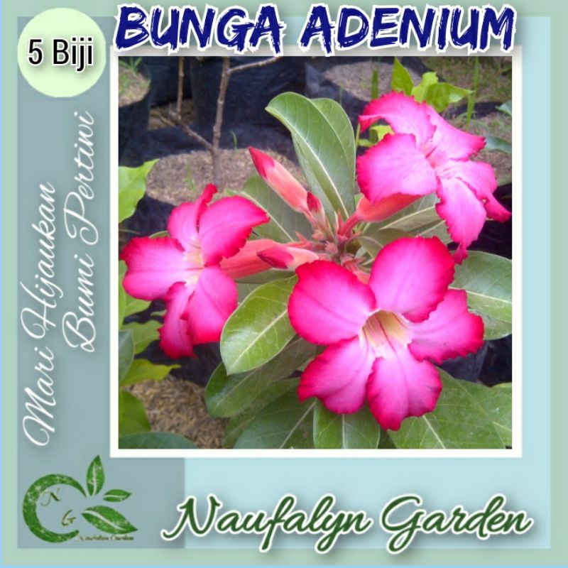 5 Benih Bunga Adenium Benih Biji Bibit Bunga Hias Taman