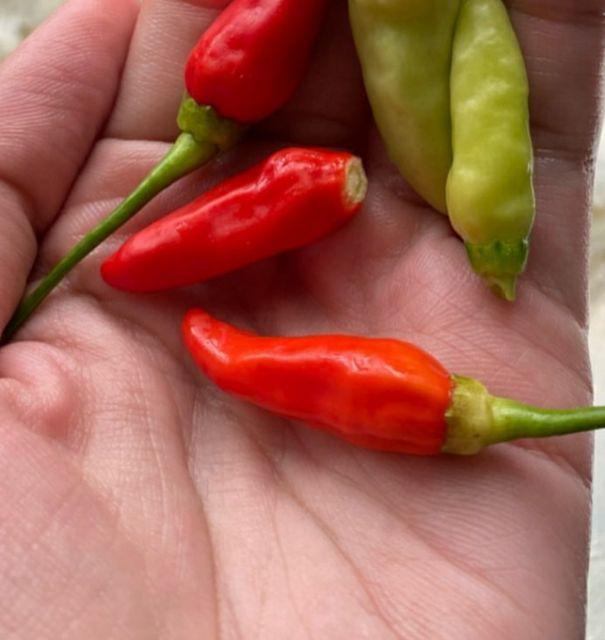 Tunik Nadine Batik Kombinasi Merah Tunik Batik Seragaman Kerja Kantor Tunik Nadin Tunic Nadine