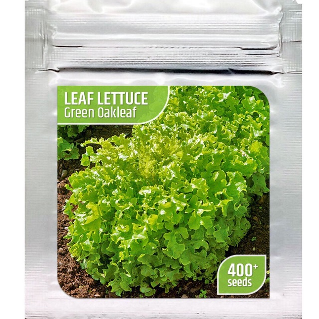 Benih selada -green oakleaf - seed import