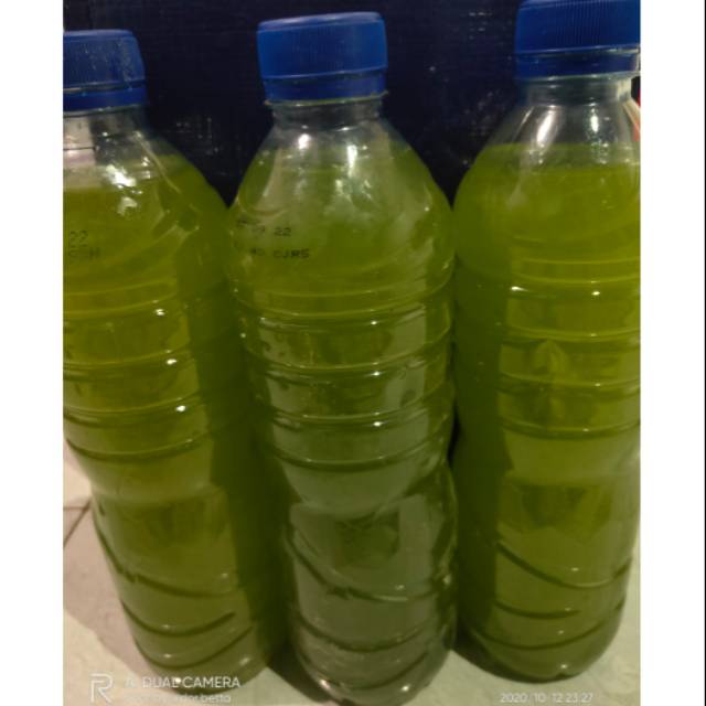 Green water untuk kultur kutu air dapnia magna