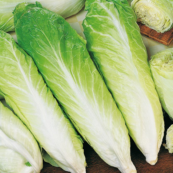 Benih Bibit Biji - Chicory Pain de Sucre / Sawi Putih Italia Seeds - IMPORT