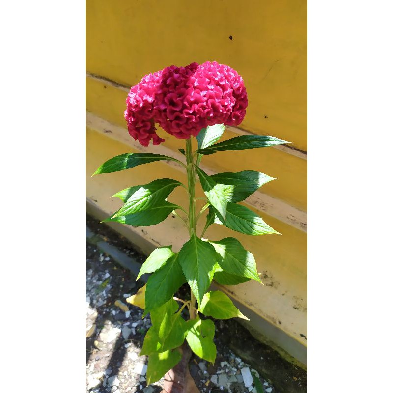 

Daun Ungu