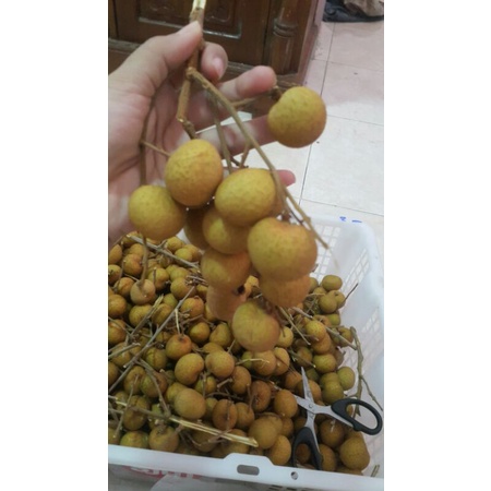 

kelengkeng size gemol2