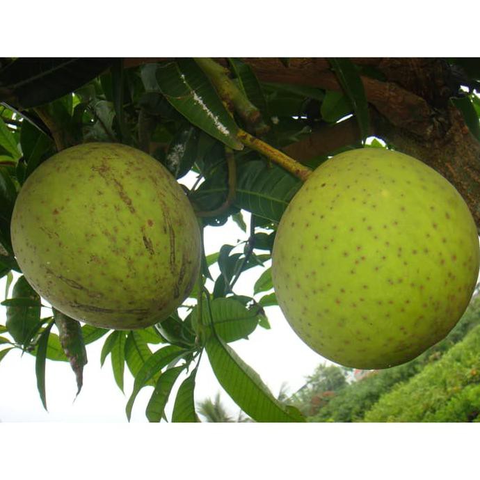 oxy Bibit Buah Mangga Kweni