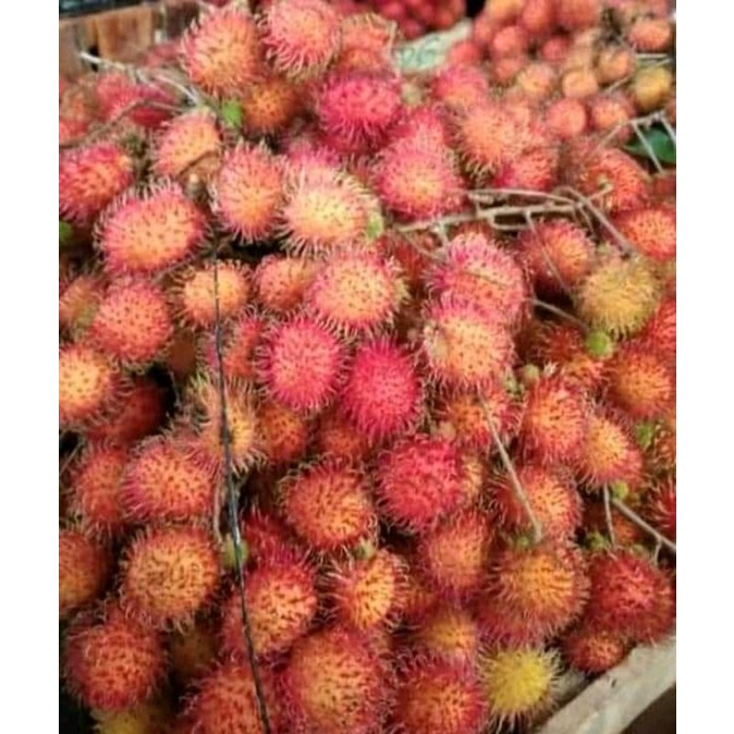 

buah rambutan segar dan fress