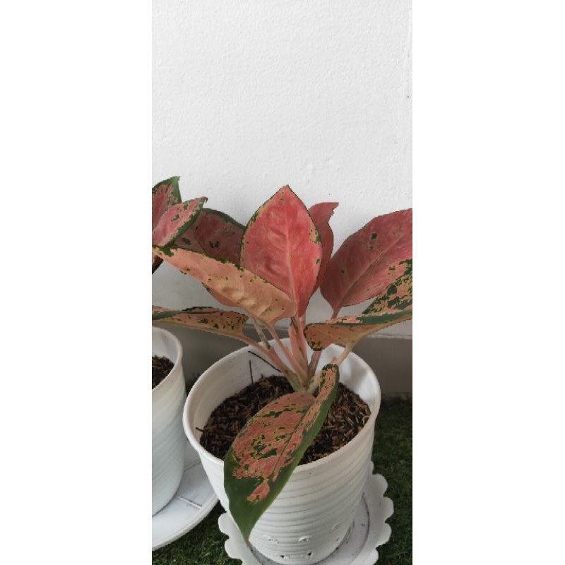 Aglaonema kochin indukan