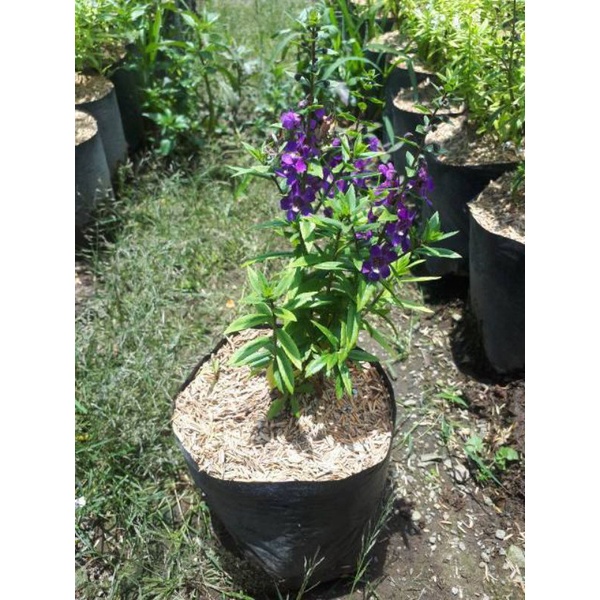 Tanaman Herbal Lavender Bunga Angelonia - Tanaman Indoor/Outdoor(tanaman penghusir nyamuk/tanaman he
