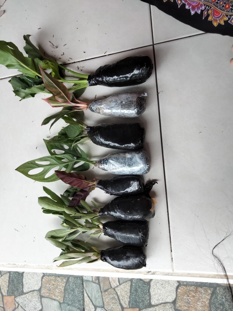 Murah  Tanaman Hias Monstera Philodendrum - Philo Jari - Monstera Philo Jari