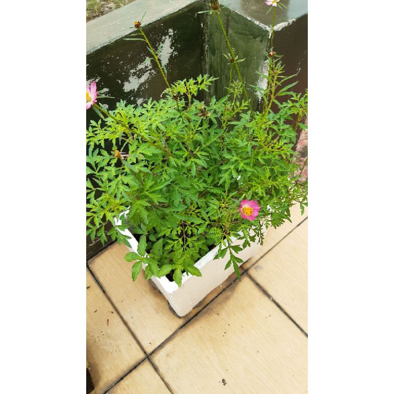 

Daun Kenikir