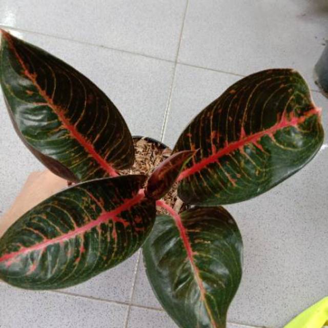 Aglonema adelia