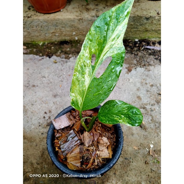 janda bolong varigata