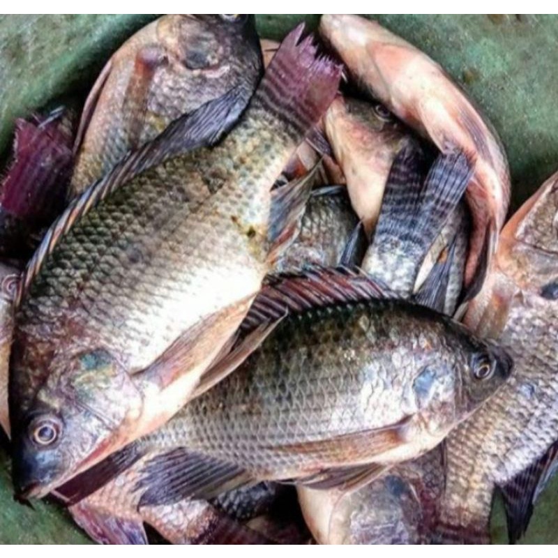 

Ikan Mujaer 500gram-1000gram