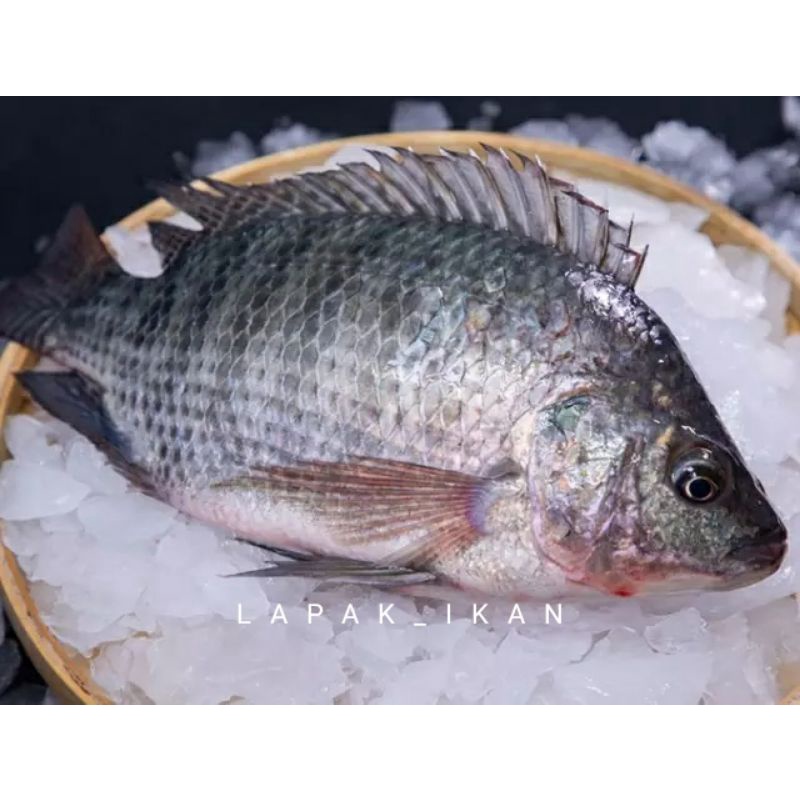 

Ikan Mujaer / Tilapia Segar 1~Kilogram