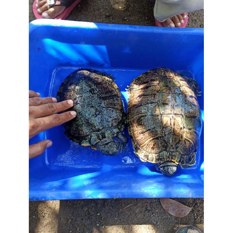 2 ekor Indukan kura kura air Brasil brazil res